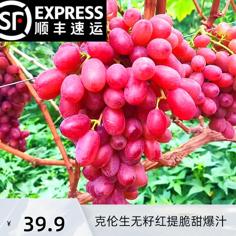 【出鲜果业】新疆克伦森葡萄4斤装