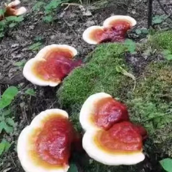 长白山原产地 灵之草仙草 炖汤鲜货/干货  250克