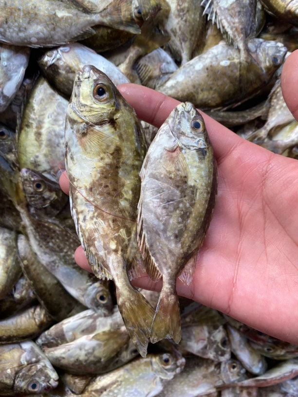 神泉港 小排小泥猛（介意小勿拍）