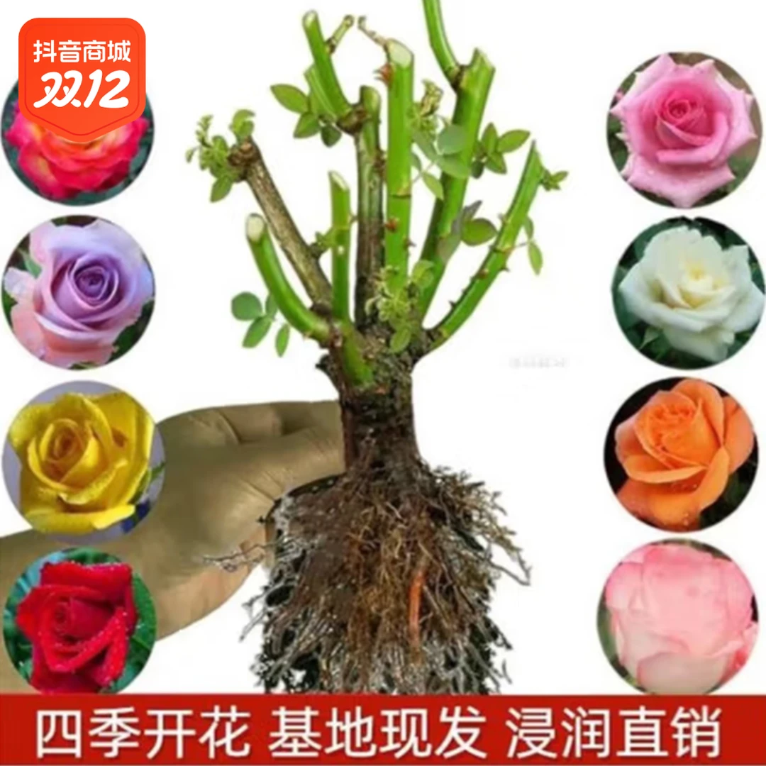 【红色妖姬】玫瑰老桩月季花苗特大花四季开花老根盆栽室内花卉推