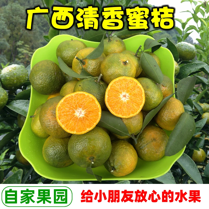 广西桂林清香蜜桔纯甜无酸巴西柑初恋果越南茶橘应季水果顺丰包邮