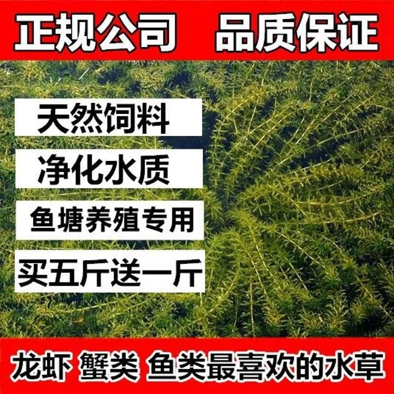 鱼塘水草种子孑籽苦草伊乐藻轮叶黑藻蜈蚣草养殖草鱼虾蟹净化水质