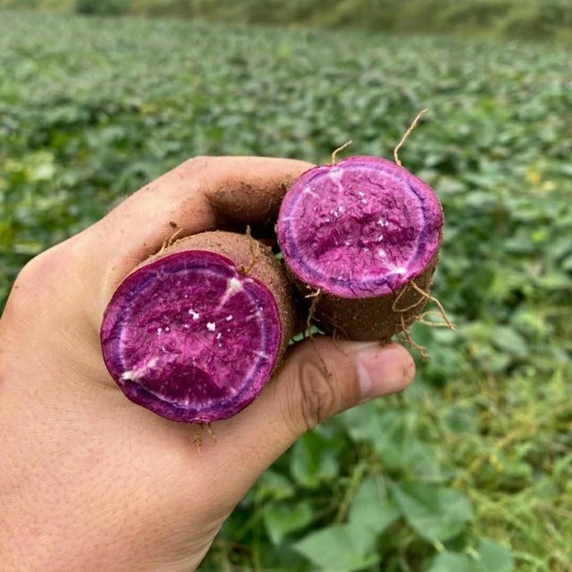 【紫薯】净重5斤 老乡自种干货包邮