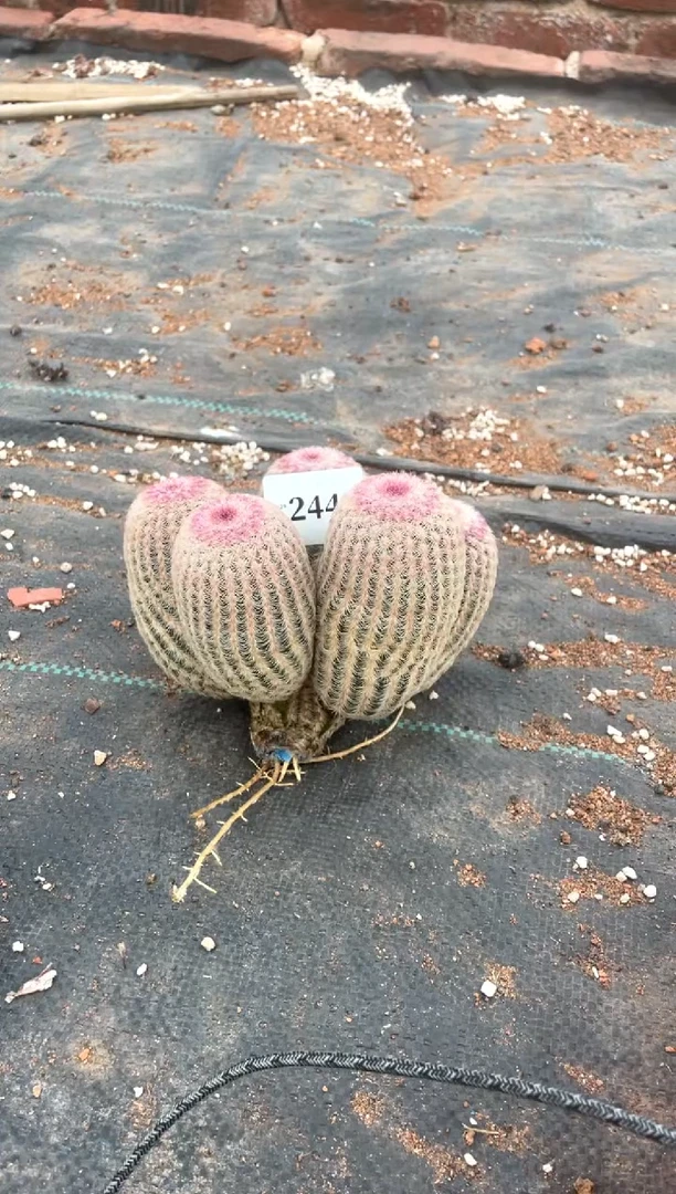 【闪购商品】直播间一物一拍244