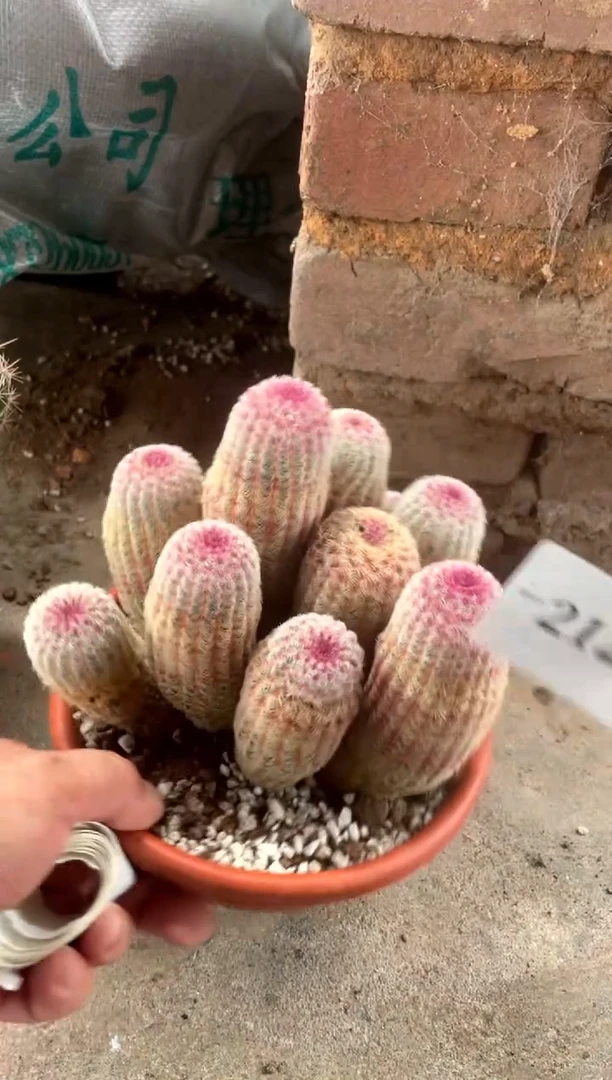 【闪购商品】直播间一物一拍212