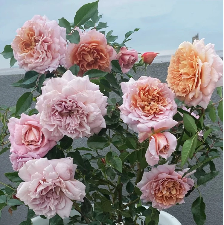 1虞城园艺 砂时计 灌木月季复古浓香四季开花耐热适盆栽