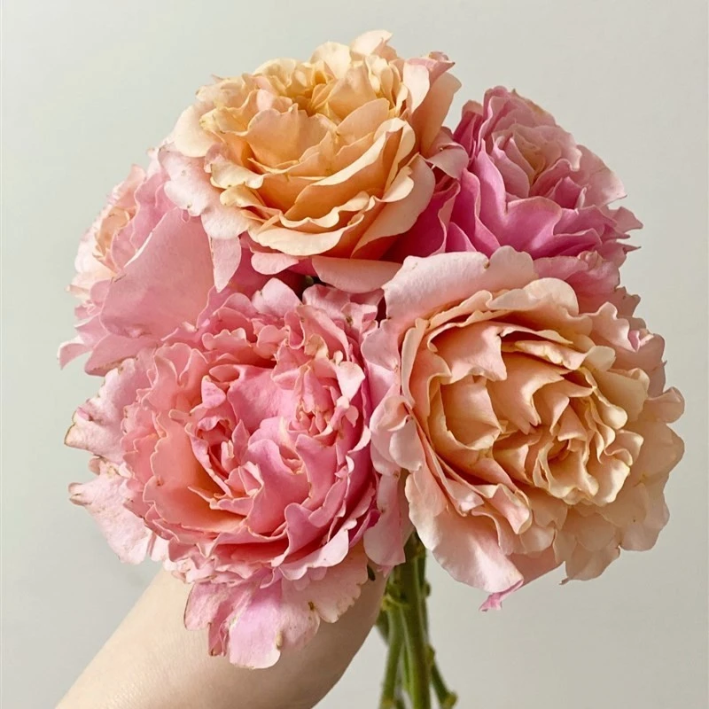 1虞城园艺 桃梅拉 灌木月季 新品月季多头丰花淡香四季开花