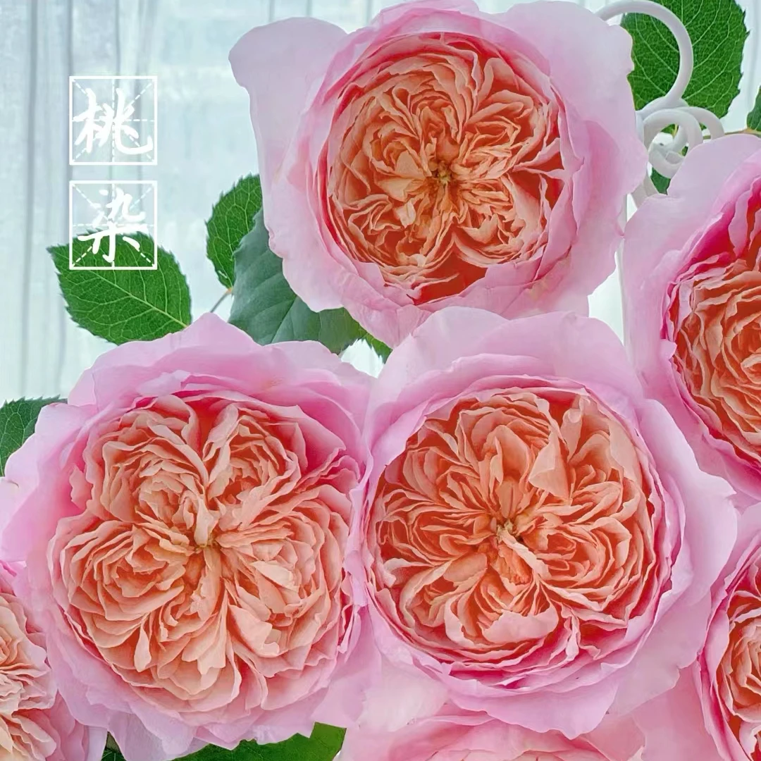 1虞城园艺 桃染 灌木月季 新品月季多头丰花四季开花