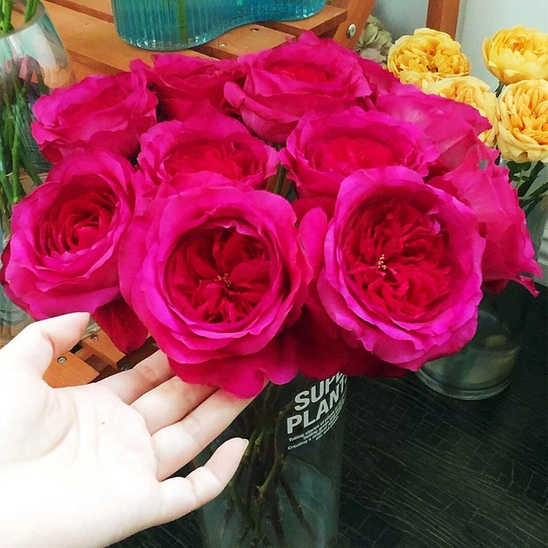 虞城园艺 能力月季 灌木月季 新品月季红色切包浓香四季开