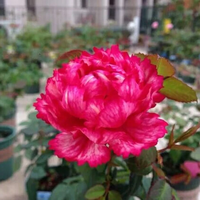 虞城园艺 真彩230 灌木月季 红色美人尖大花浓香不垂头耐热