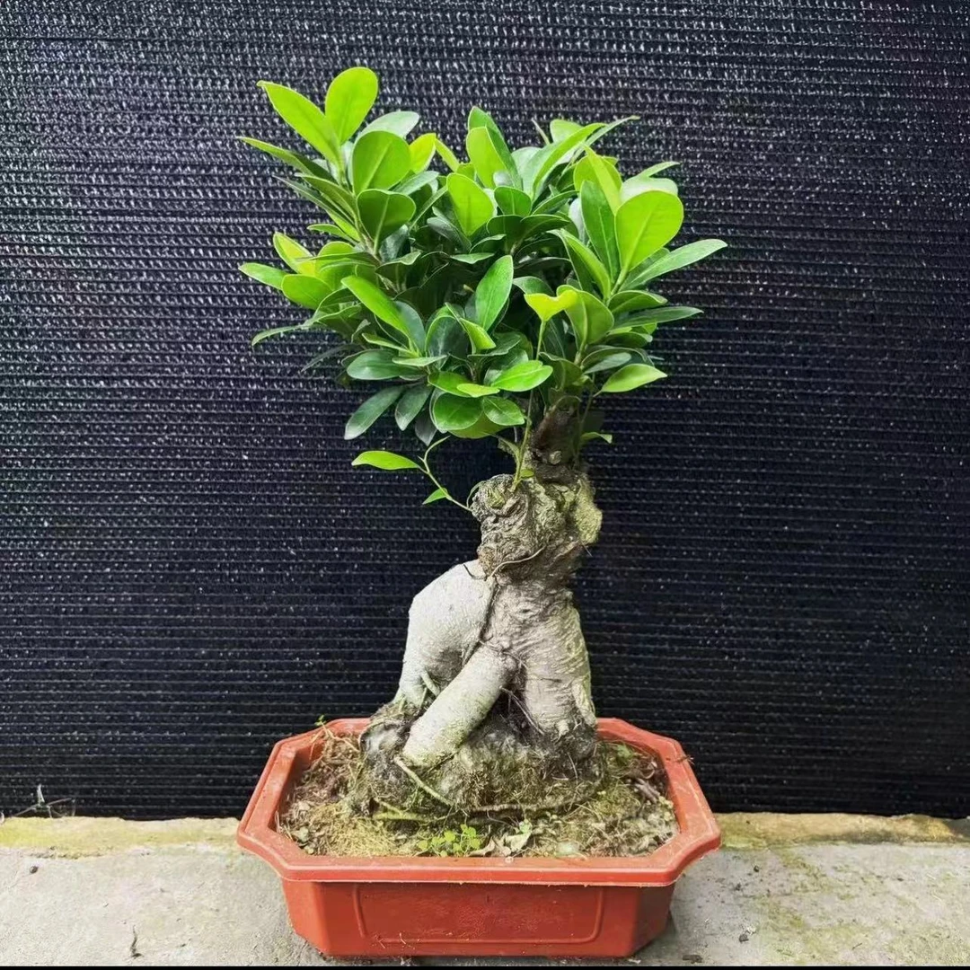 矮霸金钱榕树精美盆景种植造型颜色售后特色自然移栽养殖现代实物
