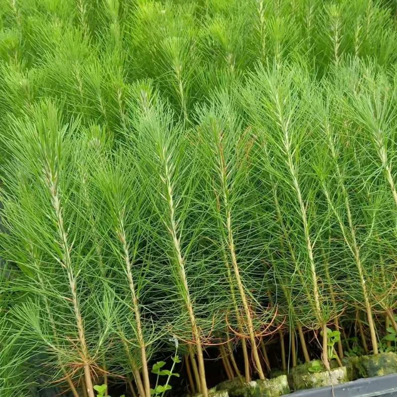 湿地松树苗 刮油松树 美国松黑松树苗绿化苗带营养杯栽