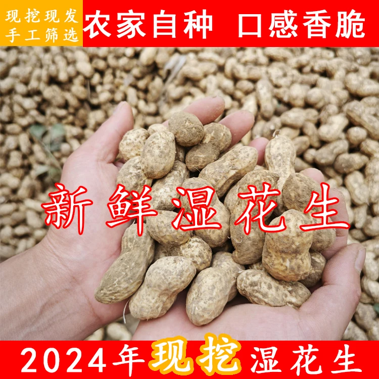2024年沙土地小白沙农家自种鲜花生粉皮湿花生水煮生吃五香 好吃