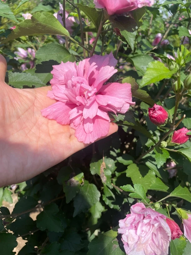 木槿花重瓣木槿棒棒糖原生庭院别墅花园植物地栽盆栽好养