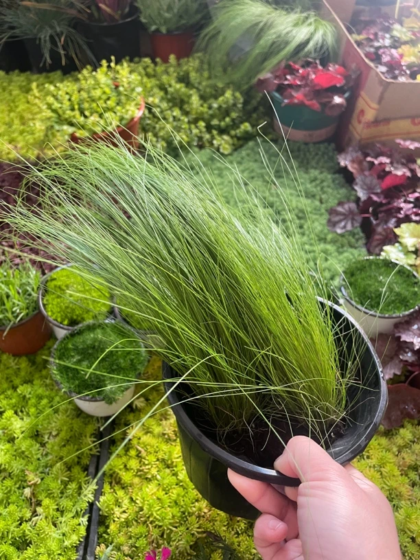 多年生好养墨西哥羽毛草盆栽细叶针茅苗花镜植物庭院阳台造景绿植