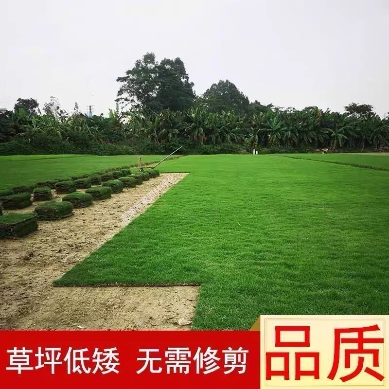 草坪真草带泥土耐寒免修剪马尼拉果岭草四季青地毯草皮剪股颖庭院