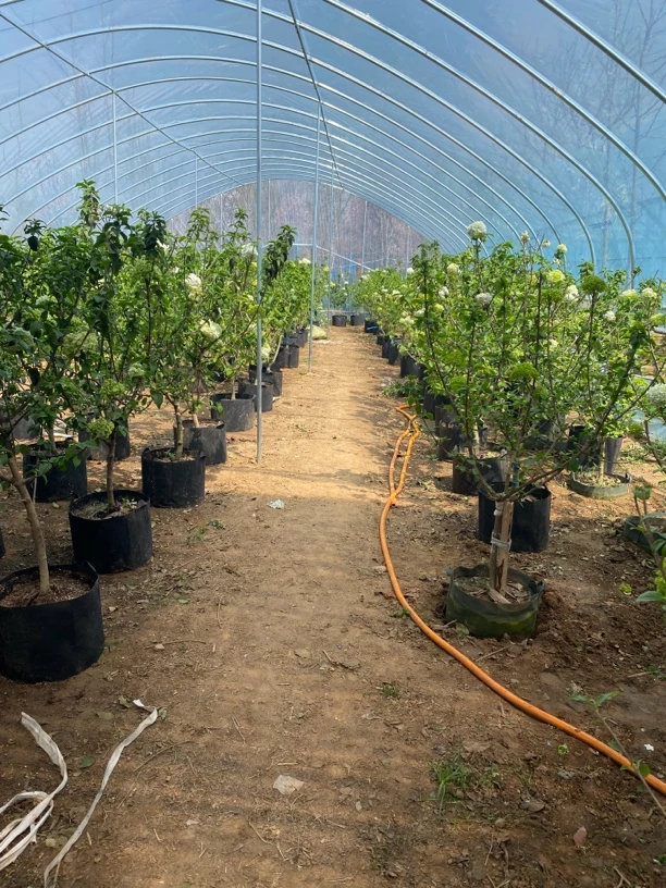 中华木绣球斗球树苗大花独杆树状木本绣球花庭院别墅风景树绿化树