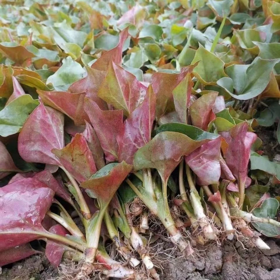 【折耳根叶】鱼腥草叶 100g新鲜