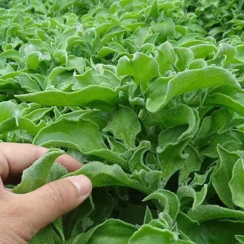 【营养美味】冰菜冰草  300g新鲜