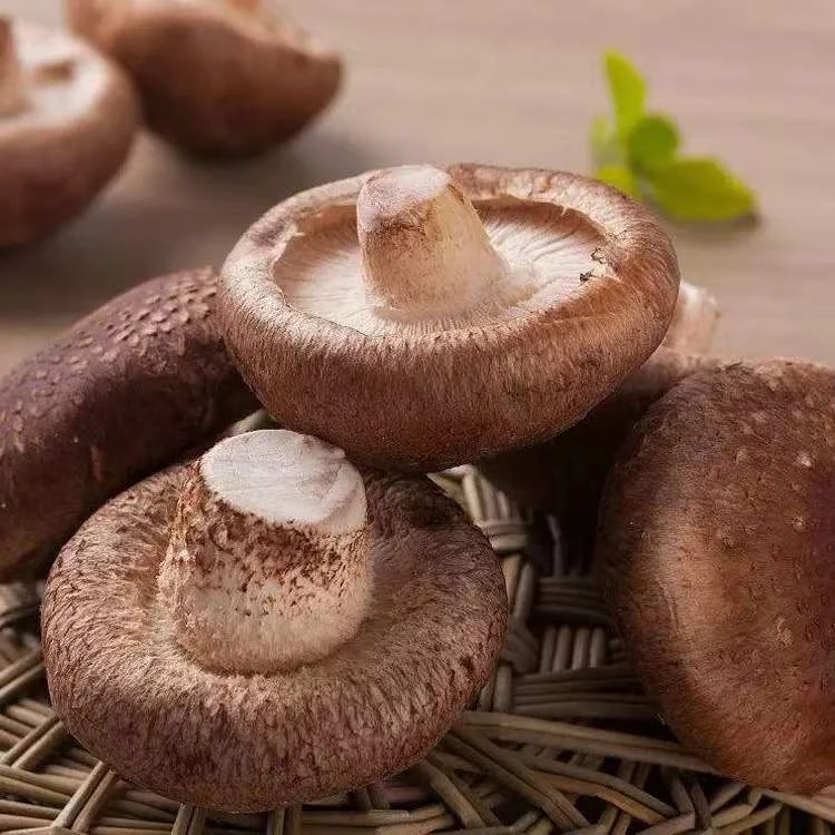 香菇【肉厚清香】精品新鲜香菇   ( 200g±20g)菇蘑