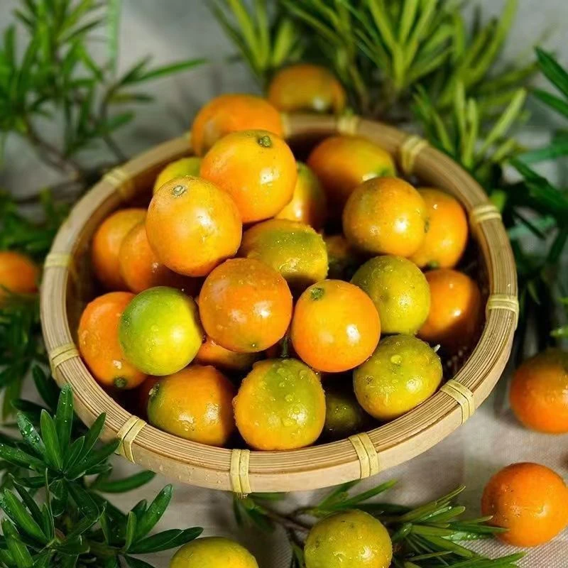 【纯甜】广西小金桔脆皮金橘500g(绿皮也甜,介意慎拍)新鲜水果