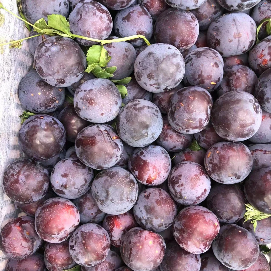 【酸甜上市】六月脆李子大号500g~1kg.