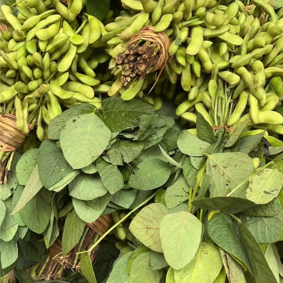 【带梗】毛豆带叶 /把毛豆同城送毛豆同城配