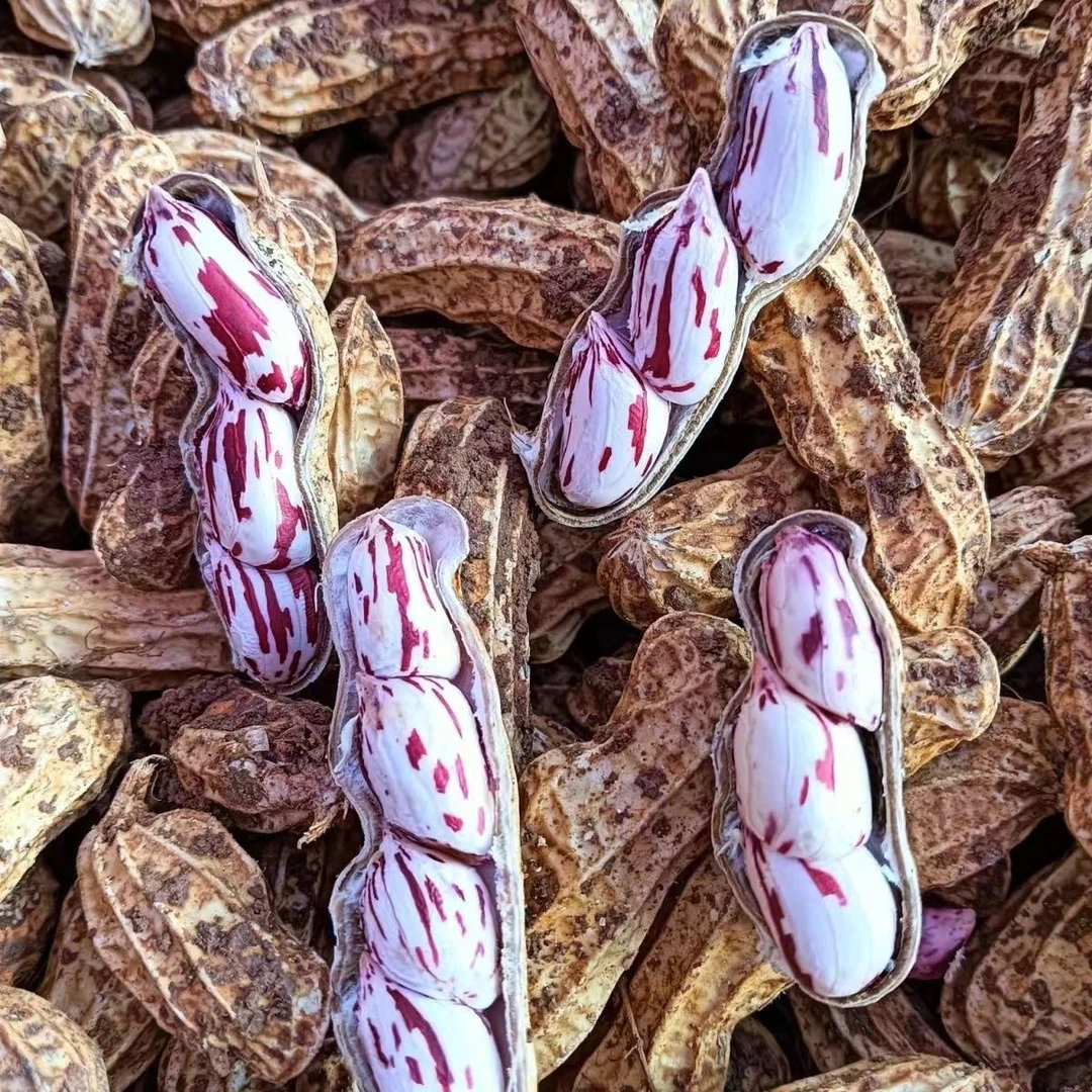 【新鲜】七彩花生(花皮) 300g-500g豆干零食