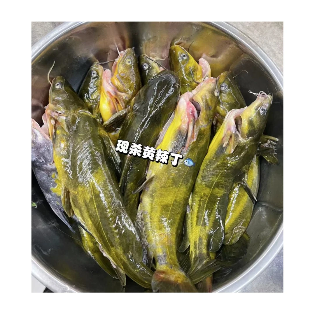 【活鱼现杀】黄辣丁黄骨鱼500g±50g解馋零食美食