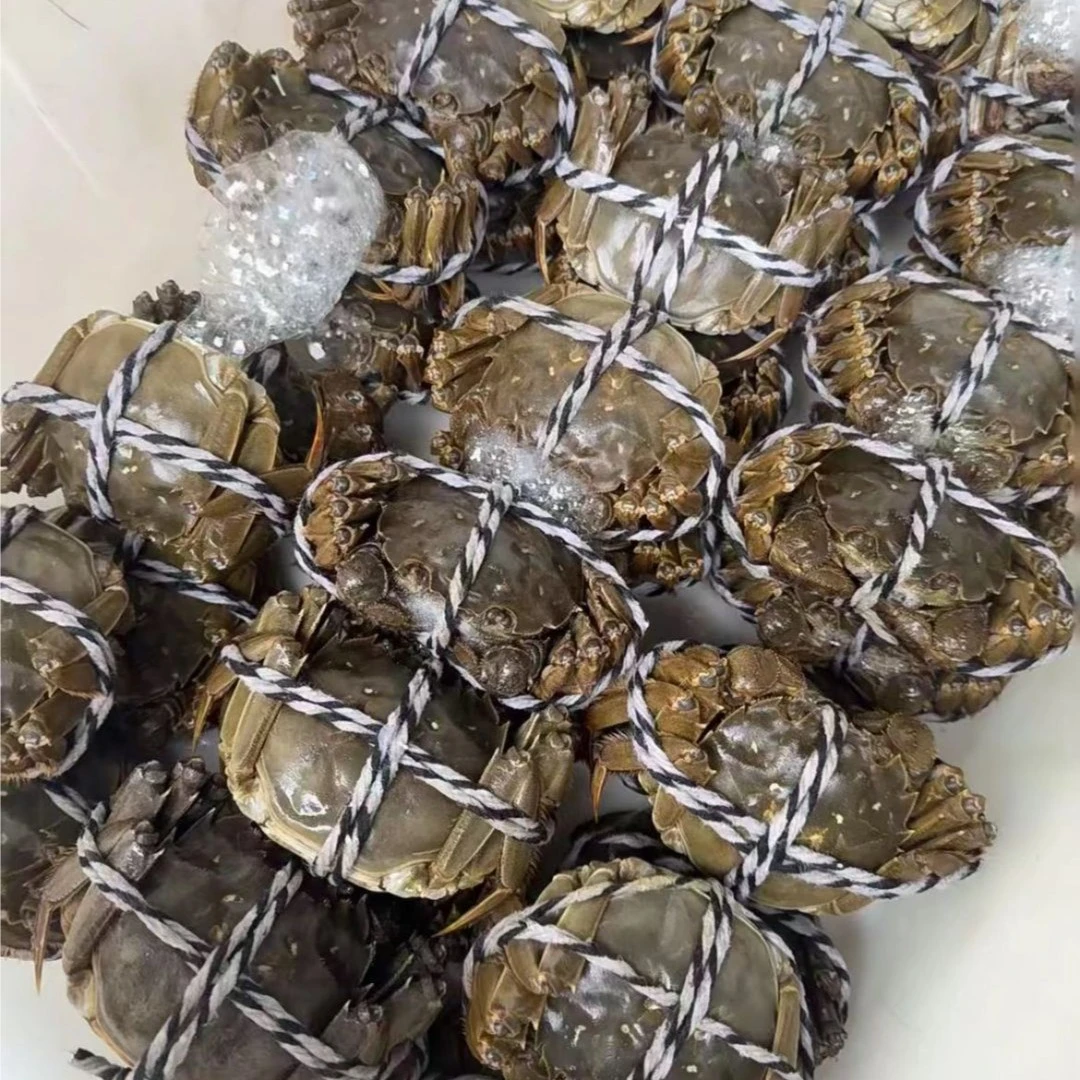 大闸蟹螃蟹1只2.0母(单只约90g-100g)