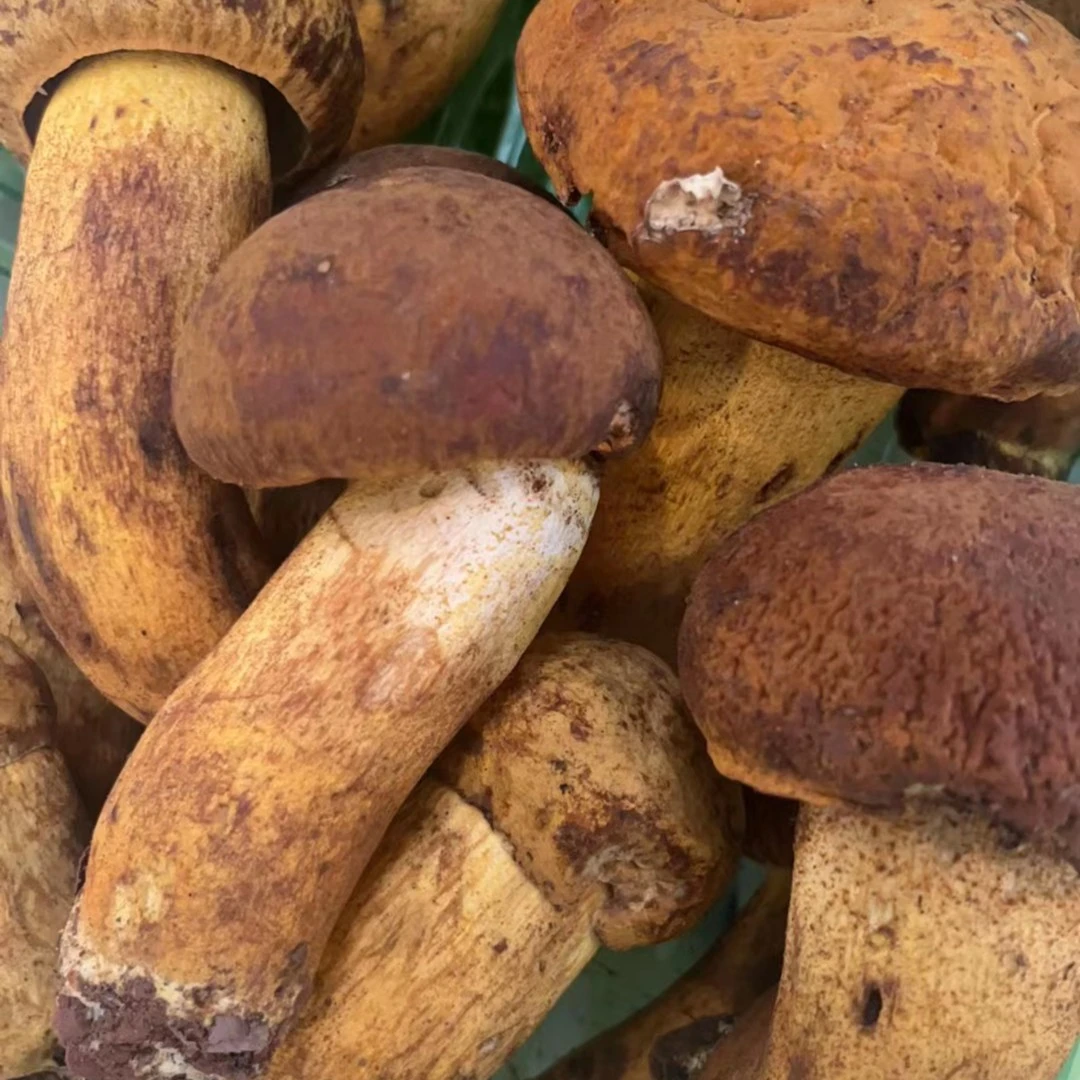 【云南菌菇】黄牛肝菌  300g-500g