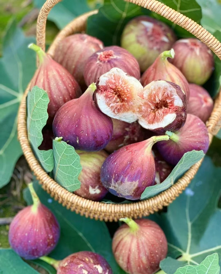 【当天食用】现摘无花果900g(有擦伤压伤属正常，介意慎拍，特殊产品限当天售后)