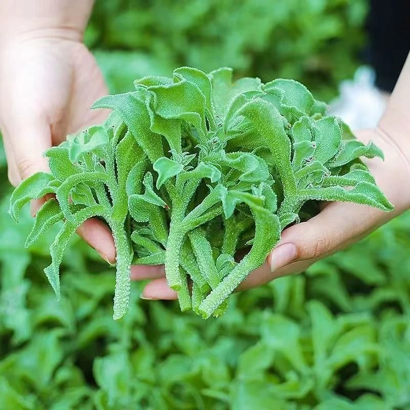 【营养美味】冰菜冰草  200g