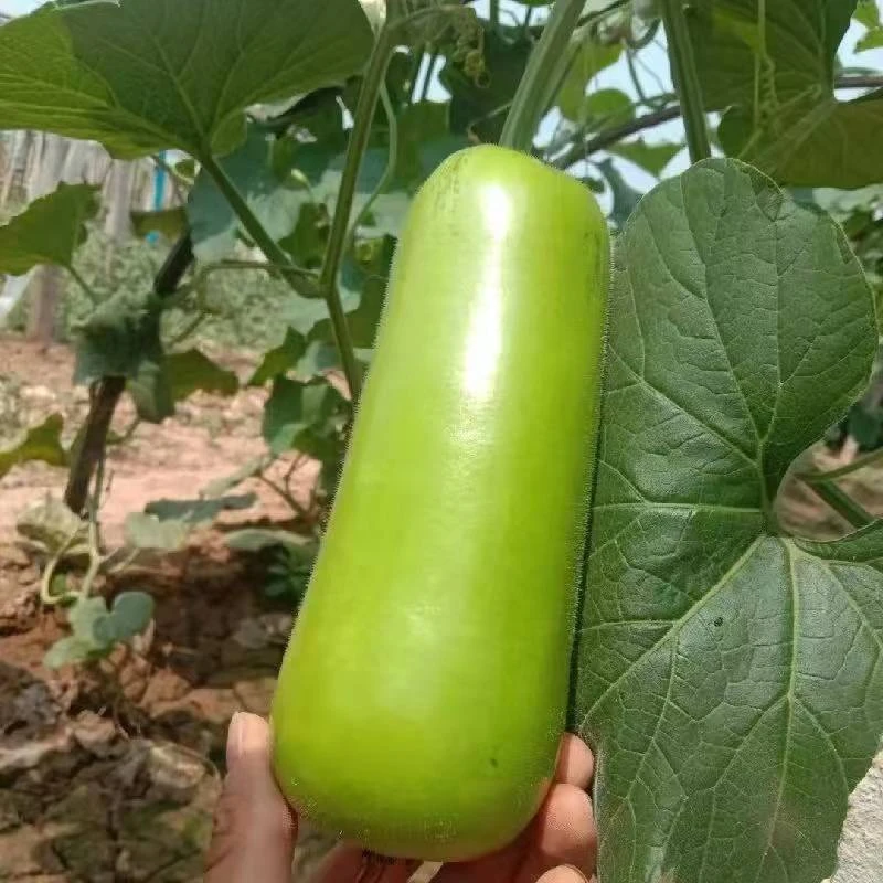 【可素炒 炒肉】葫芦瓜 700g-800g/个新鲜