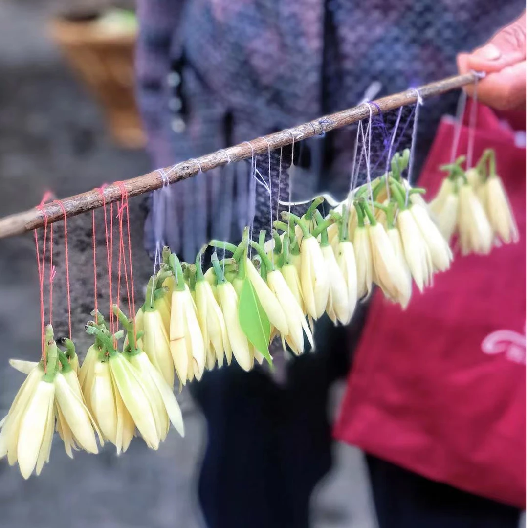 【夏日限定】缅桂花10朵