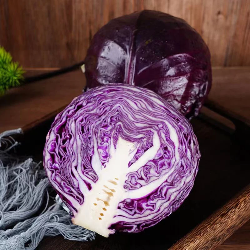 紫包菜紫甘蓝 1kg-1.2kg新鲜