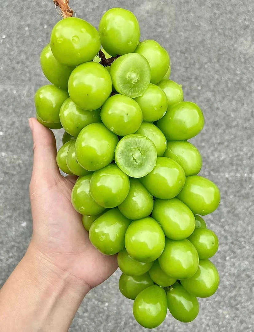 【纯甜】阳光玫瑰 1kg±100g新鲜