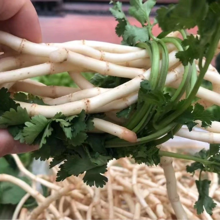 折耳根香菜组合  约100g/份