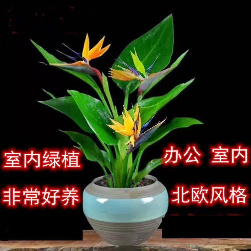 天堂鸟盆栽室内绿植鹤望兰大型客厅办公室花卉网红植物四季常青