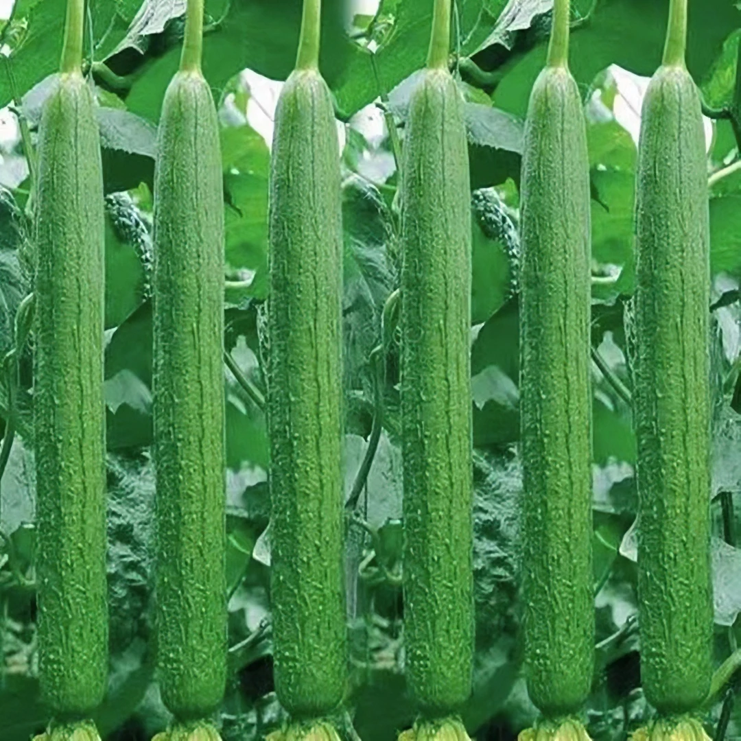 丝瓜种植种子生长小院蔬菜发芽可盆栽南方孔雀菜种子播种连续福利