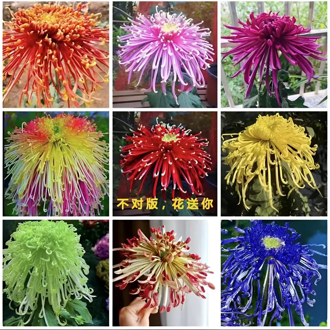 混色彩虹九月菊大菊花种子庭院花海