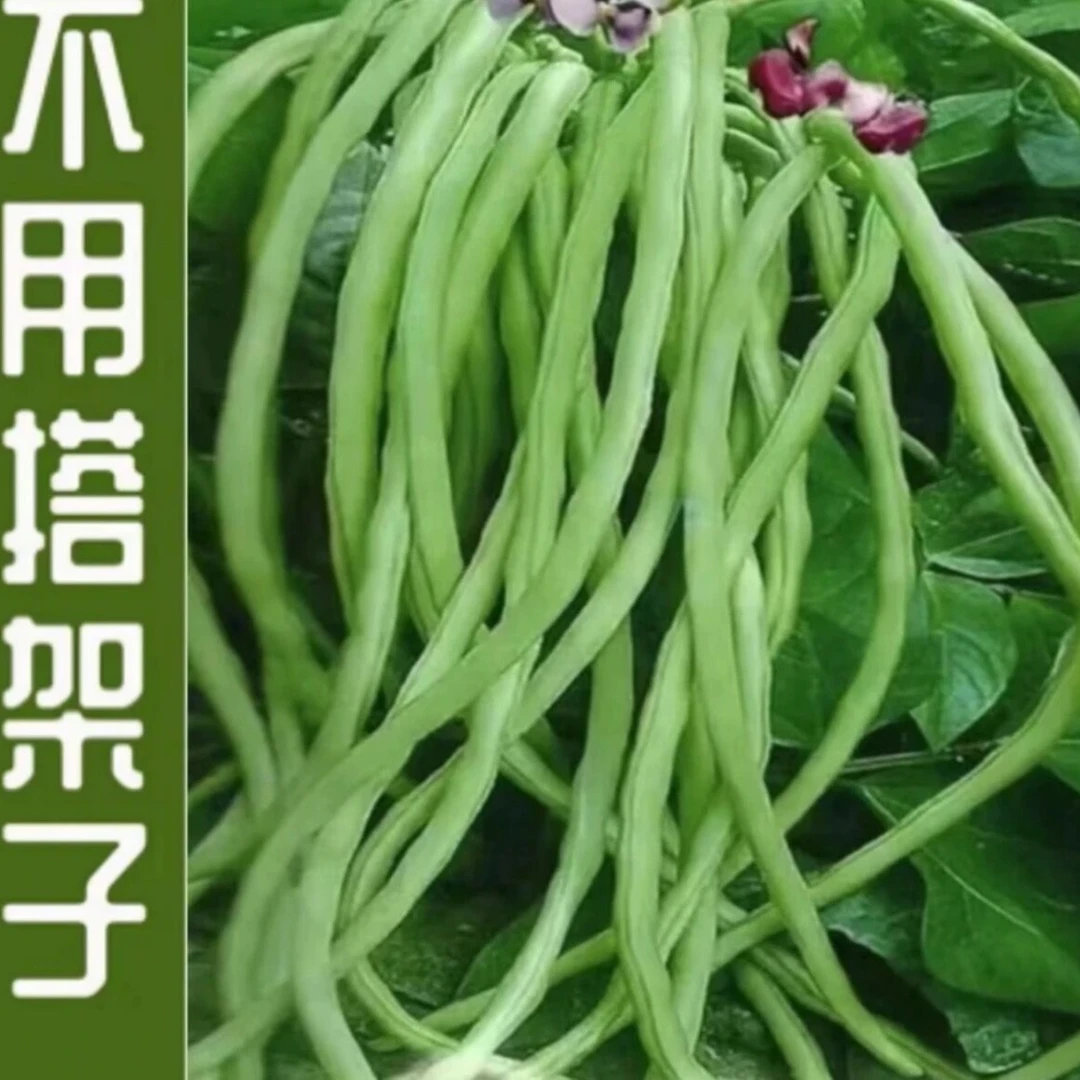 早熟无架豆四季豆种子芸豆豇豆种籽蔬菜孑不搭架无筋春季阳台菜豆