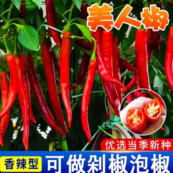 美人椒种子红尖椒红辣椒特香辣四季阳台盆栽蔬菜种籽开花疏菜种植