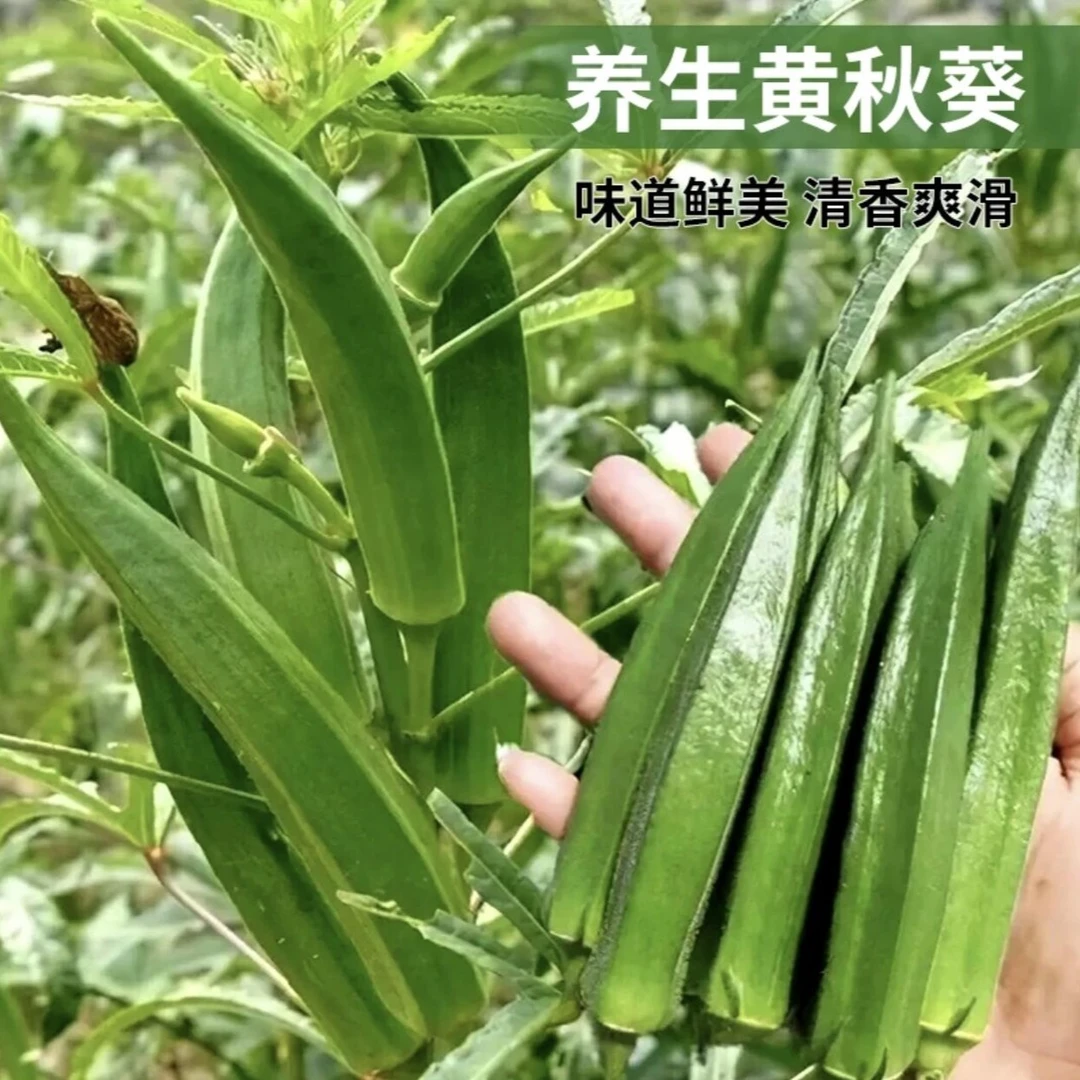 【奶油秋葵种子】养生菜四季阳台小院种植蔬菜清香黄秋葵春夏季播种