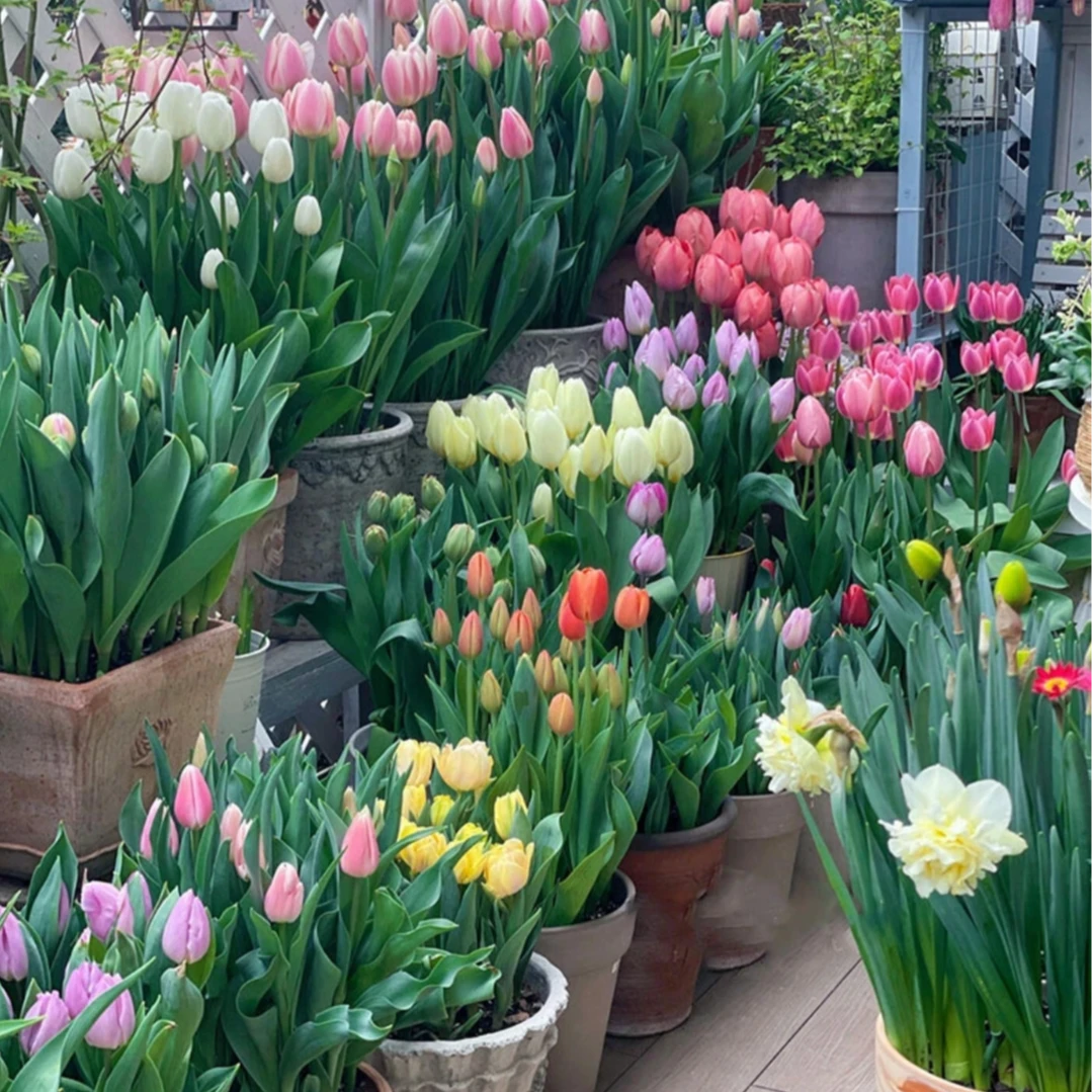 【水培郁金香】荷兰进口郁金香种球庭院阳台盆栽花卉植物新手好养活