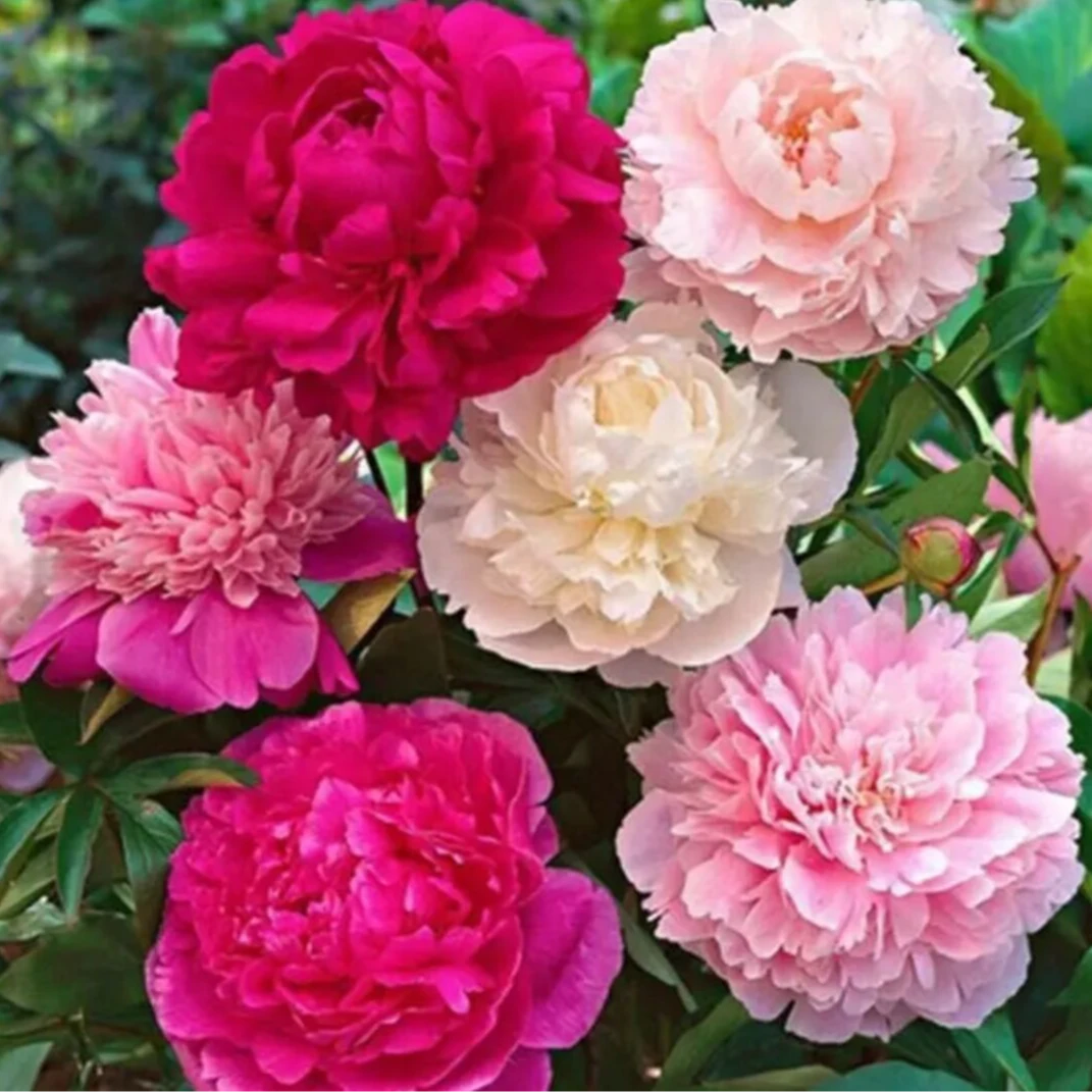 【带芽发货重瓣大花芍药花苗带芽根块四季花卉多年生阳台庭院种植】