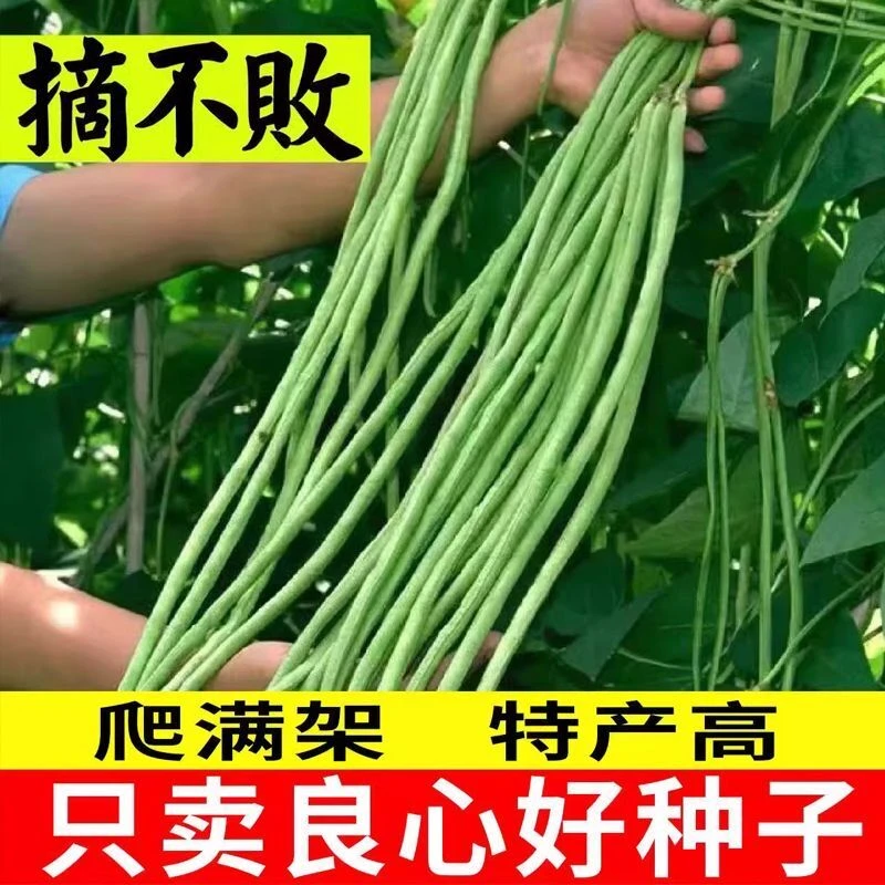 早熟无架豆豇豆种籽四季豆种子芸豆蔬菜孑不搭架无筋春季阳台菜豆