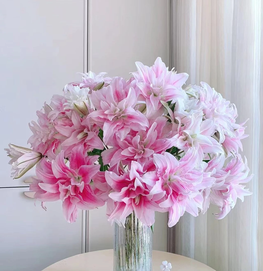 【伊莎贝拉重瓣香水百合】云南基地直发直播间现场直播卖花