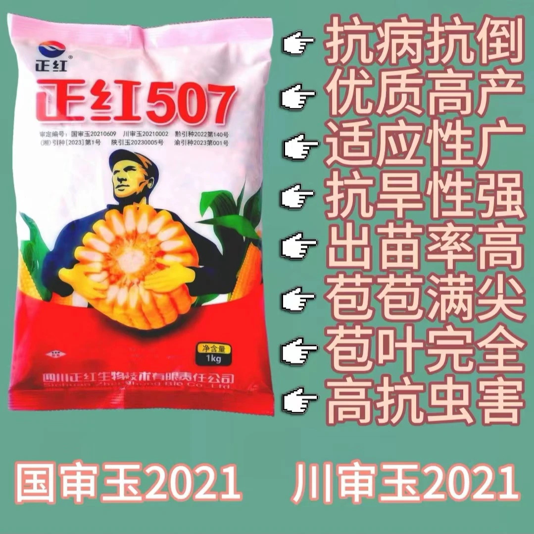 正红507国审川审抗病抗倒春播夏播产量优质矮杆玉米高产玉米种子