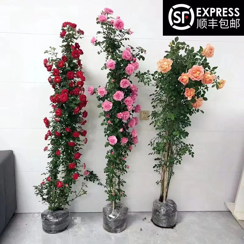 T藤本月季四季开花庭院爬墙植物爬藤花卉盆栽阳台玫瑰蔷薇花苗